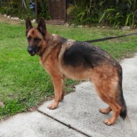 Photo of Bear