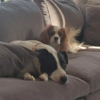 Photo of Nightingale