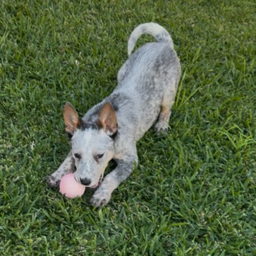 Ricky - Australian Cattle Dog