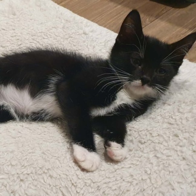 Photo of Jasper