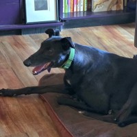 Photo of Sherlock