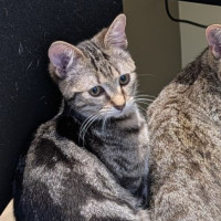 Photo of Tabitha 