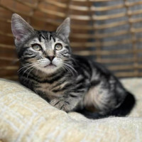 Photo of Amy ** 2nd Chance Cat Rescue**