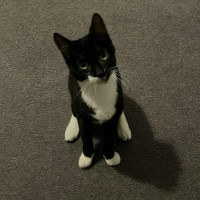Photo of Squidette