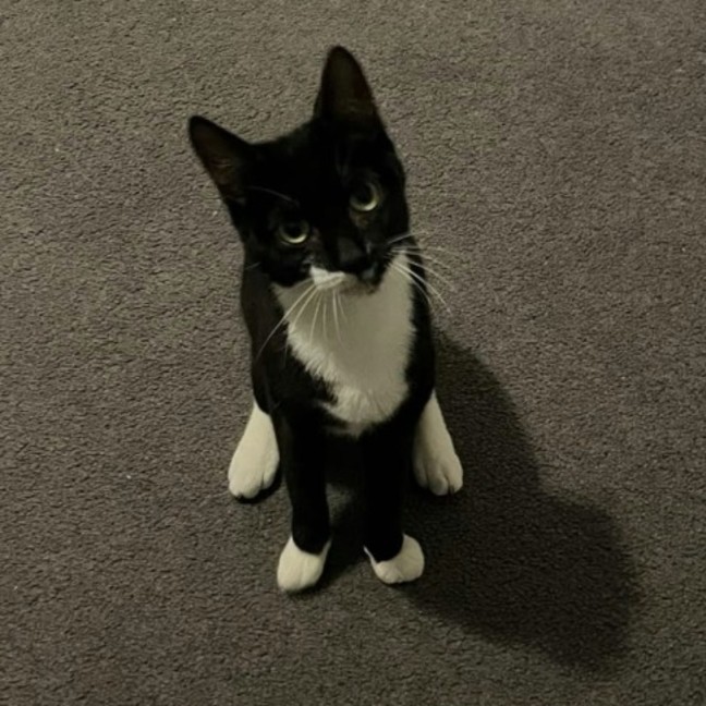 Photo of Squidette