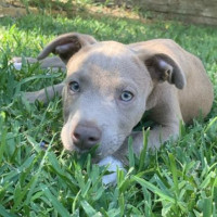 Photo of Bodhi 😎🐶