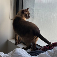Photo of Charlie **2nd Chance Cat Rescue**