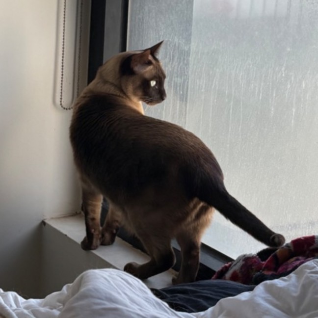 Photo of Charlie **2nd Chance Cat Rescue**