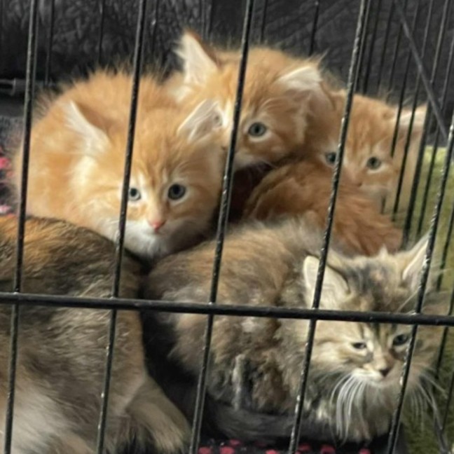 Photo of Ezra **2nd Chance Cat Rescue**