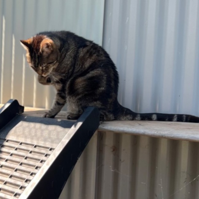 Photo of Jagger   Can Transport To You 