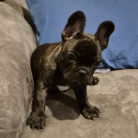 Photo of Aria