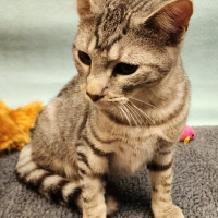 Photo of Lotus 