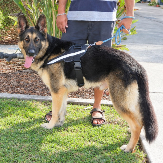 Photo of Rexter