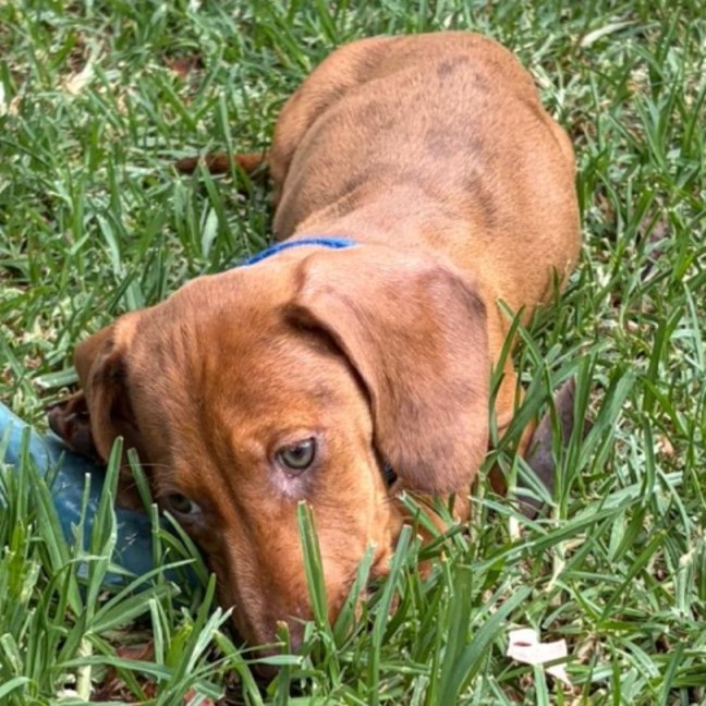Photo of Sumo (Aka Benny)