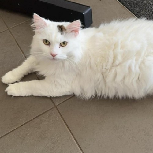 Mia - Domestic Medium Hair (DMH) Cat