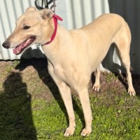 Photo of Rocket