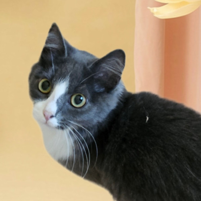 Photo of Kimba