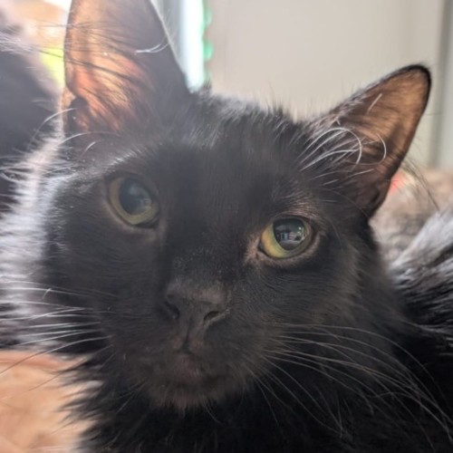 Sumi - Domestic Medium Hair (DMH) Cat