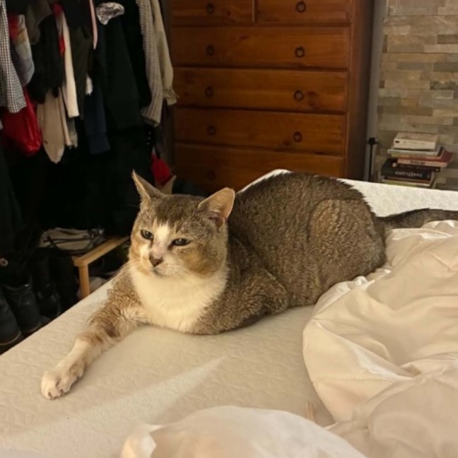 Photo of Pretzel