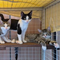 Photo of Hansel ** 2nd Chance Rescue **