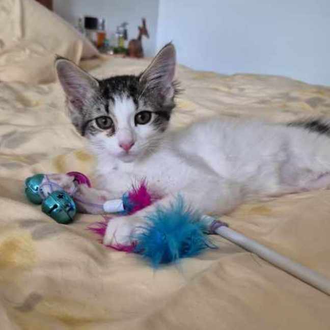 Photo of Miss Howell **2nd Chance Cat Rescue**