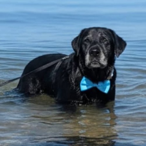 Gillam - Labrador Retriever Dog