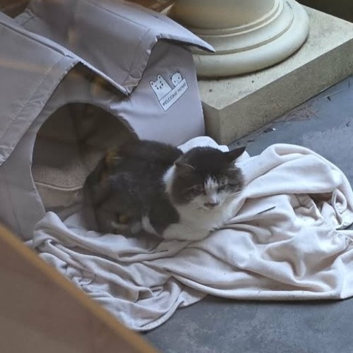 Romeo - Domestic Short Hair (DSH) Cat