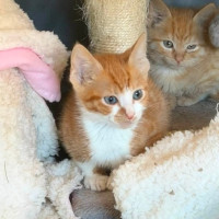 Photo of Percy