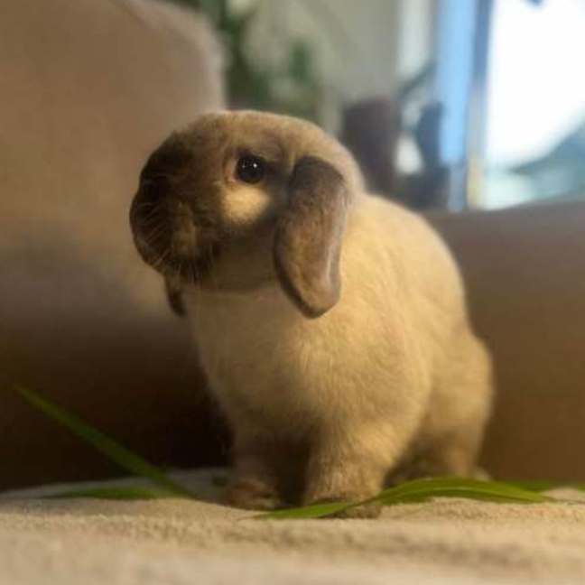 Photo of Boris 