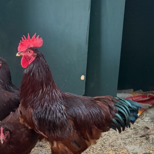 Pumpkin -  Chicken