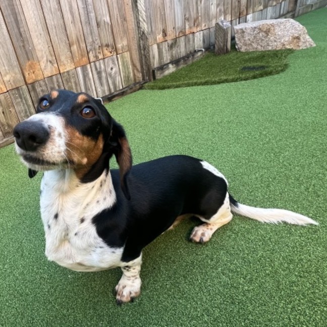 Photo of Badger