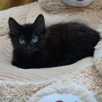 Photo of Cadbury ** 2nd Chance Cat Rescue**