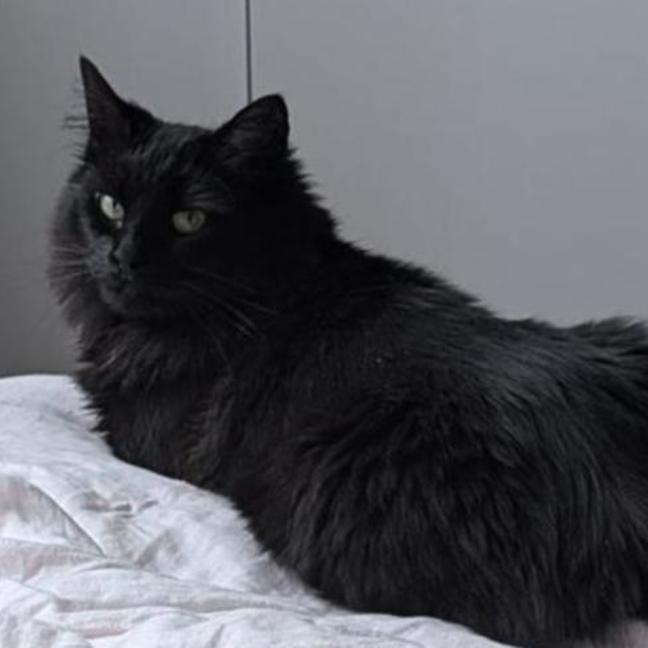 Photo of Frankie 