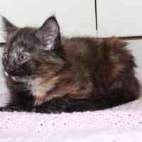Photo of Daisy   Located In Croydon