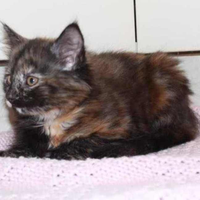 Photo of Daisy   Located In Croydon