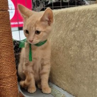 Photo of Chandelier **2nd Chance Cat Rescue**