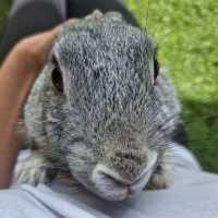 Photo of Judy Hopps