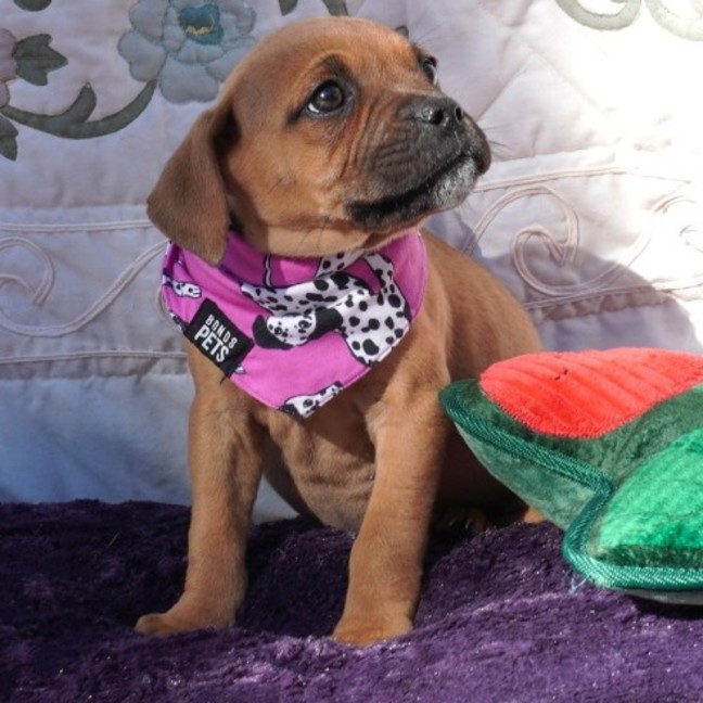 Photo of Buffy