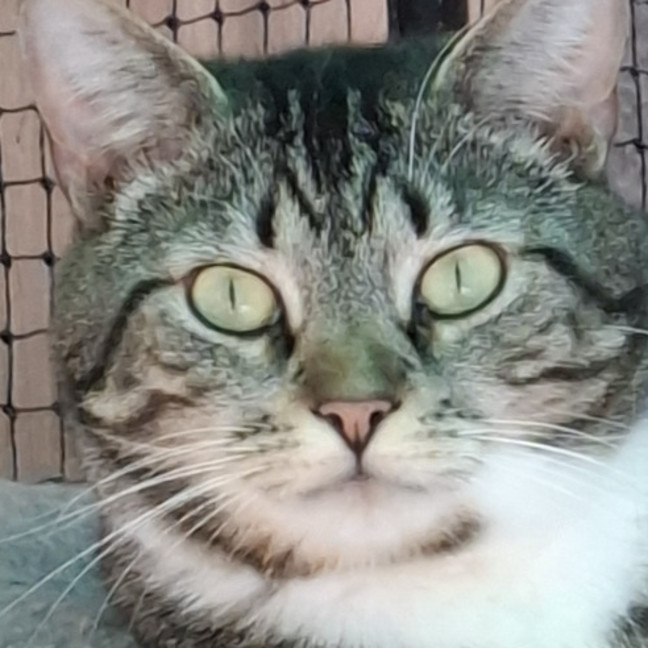 Photo of Zebra**2nd Chance Cat Rescue**