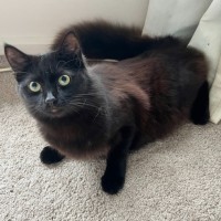 Photo of Finley *9 Lives Project Rescue*