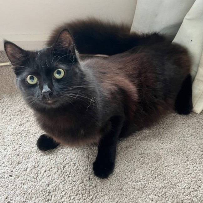 Photo of Finley *9 Lives Project Rescue*