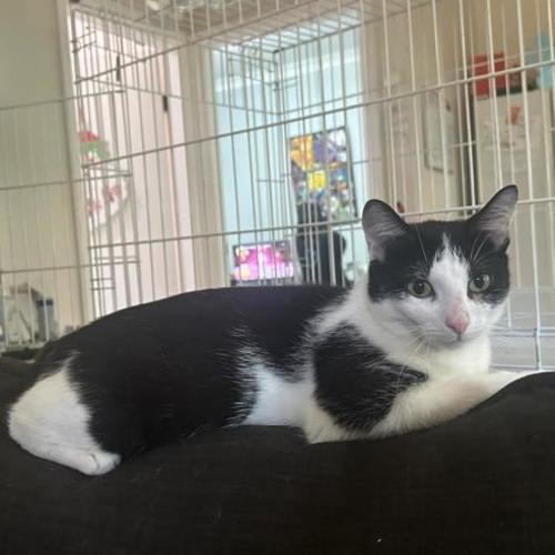 Piper - Domestic Short Hair (DSH) Cat