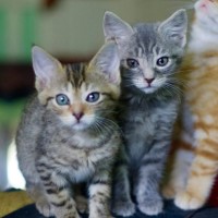 Photo of 💚 Emerald 💚