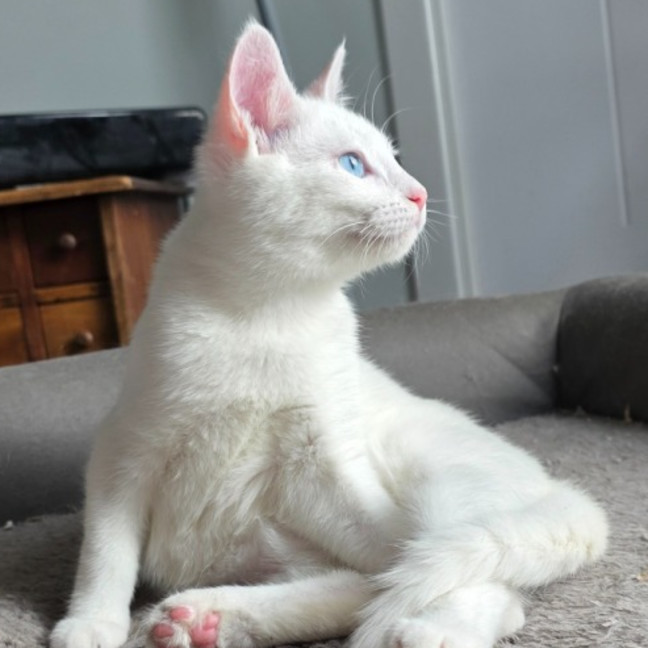 Photo of Pippi