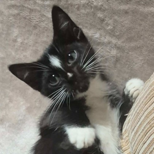 Paddy ** 2nd Chance Cat Rescue ** - Domestic Short Hair (DSH) Cat