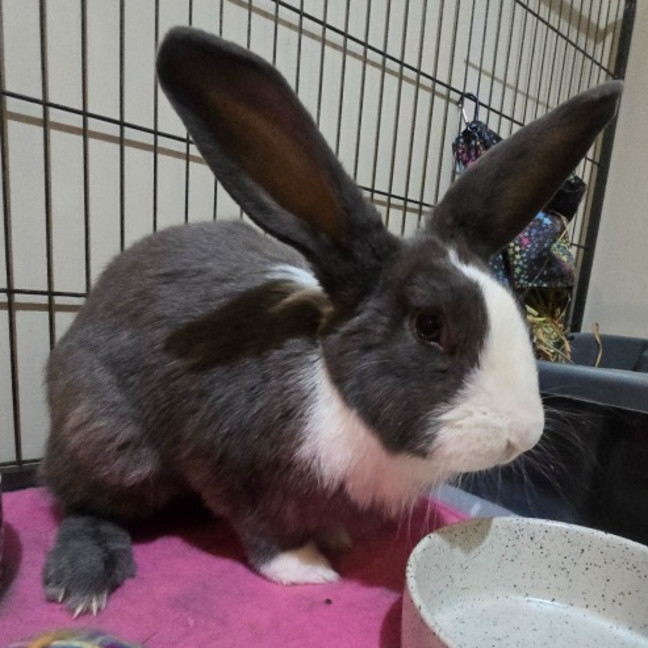 Photo of Masiy (Located In Wantirna South)