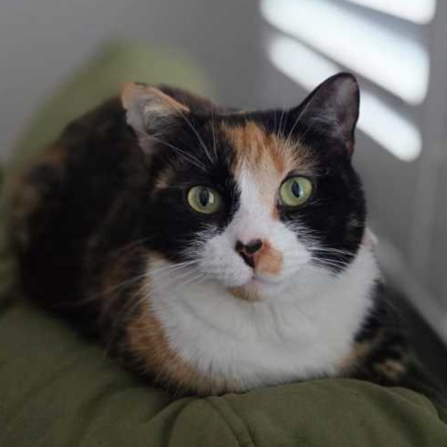 Photo of Lily