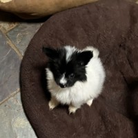 Photo of Lilibit