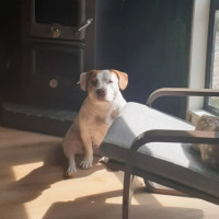 Photo of Rosie
