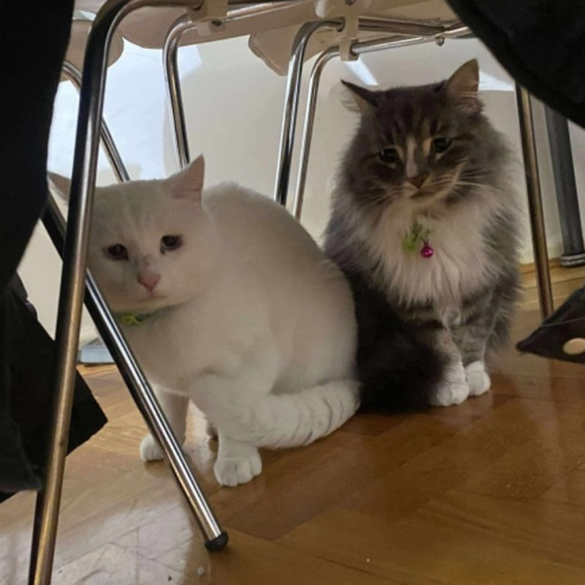 Photo of 🩵🤍Indiana Jones🤍🩵